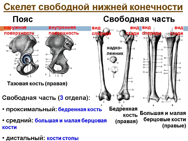 Скелет свободной нижней конечности Пояс Свободная часть Тазовая кость (правая) наружная поверхность внутренняя поверхность